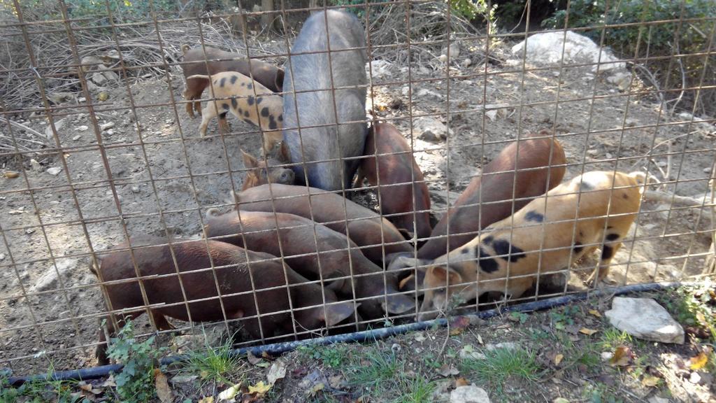 Giunasco بانيوني المظهر الخارجي الصورة
